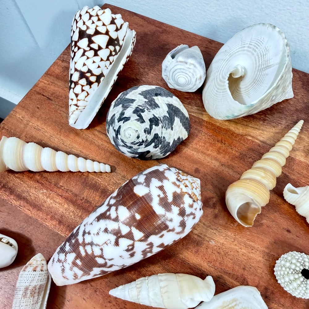 Natural Sea Shell Collection Assorted Lot Cone Cowrie Auger Specimen Decor 51 Pc - Picture 10 of 13